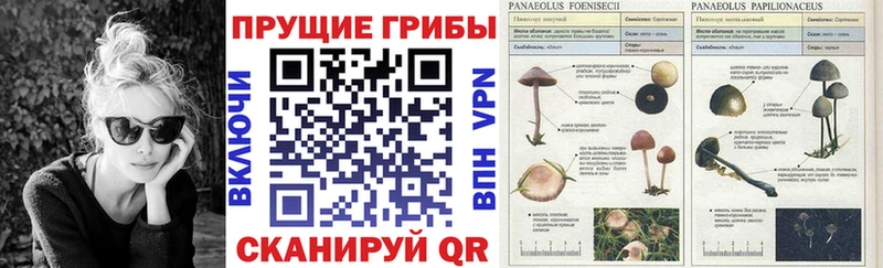 хочу наркоту  Котельниково  Галлюциногенные грибы Magic Shrooms 